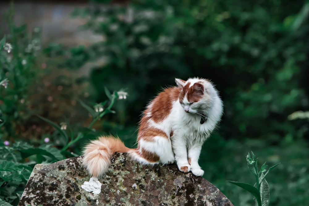 brown and white cat standing on stone fragment