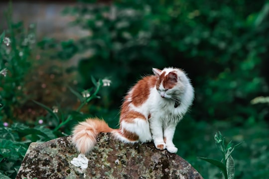 brown and white cat standing on stone fragment in Berkeley Castle United Kingdom