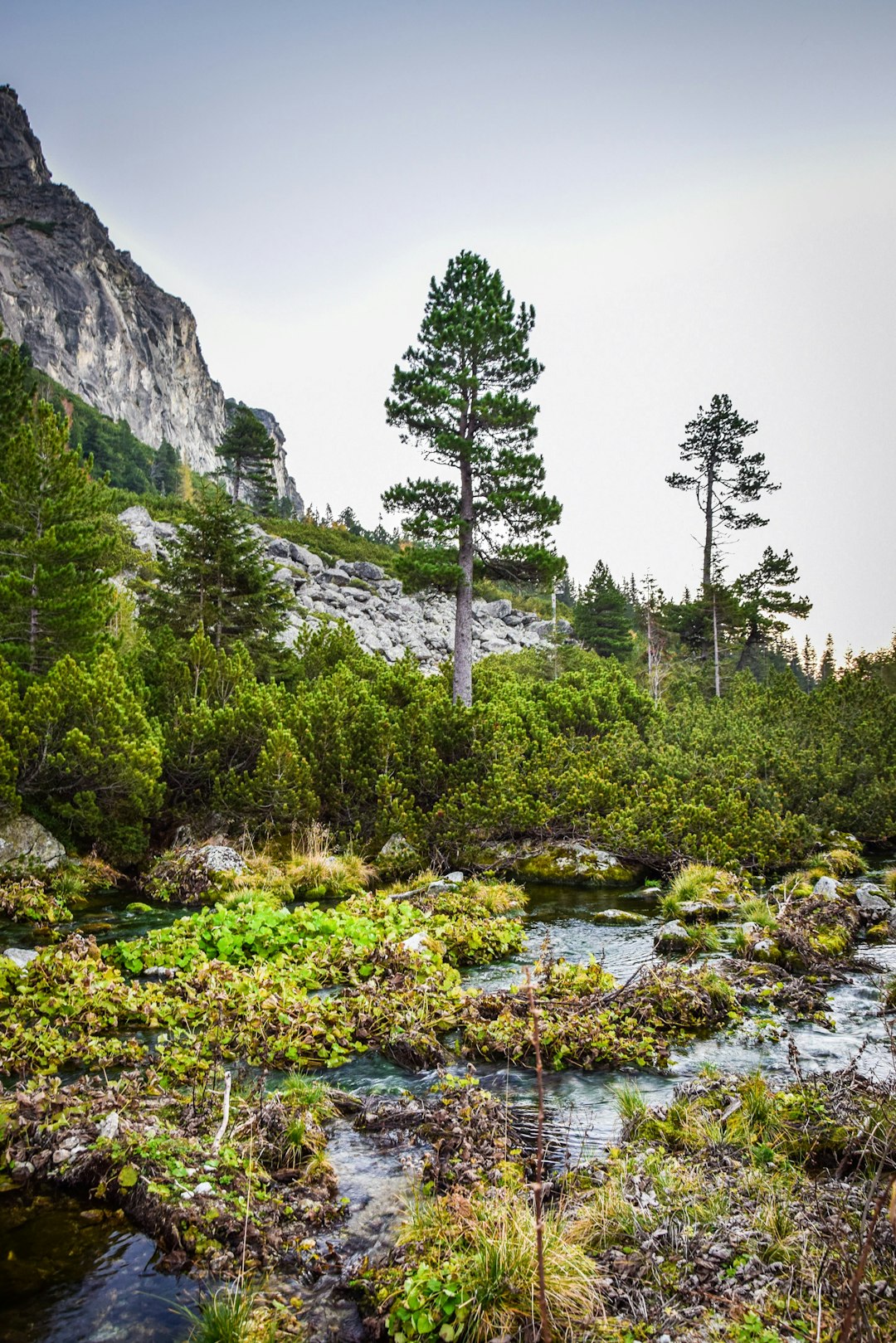 Nature reserve photo spot High Tatras Popradské Pleso