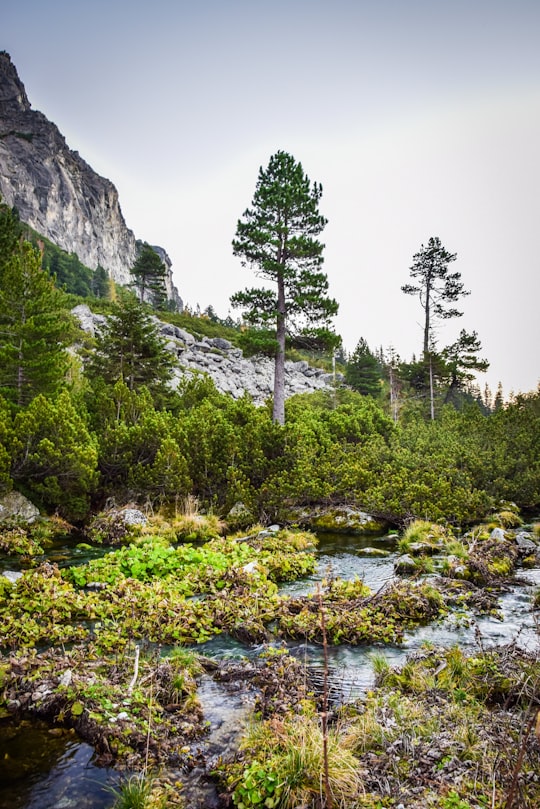view of forest and river in High Tatras Slovakia