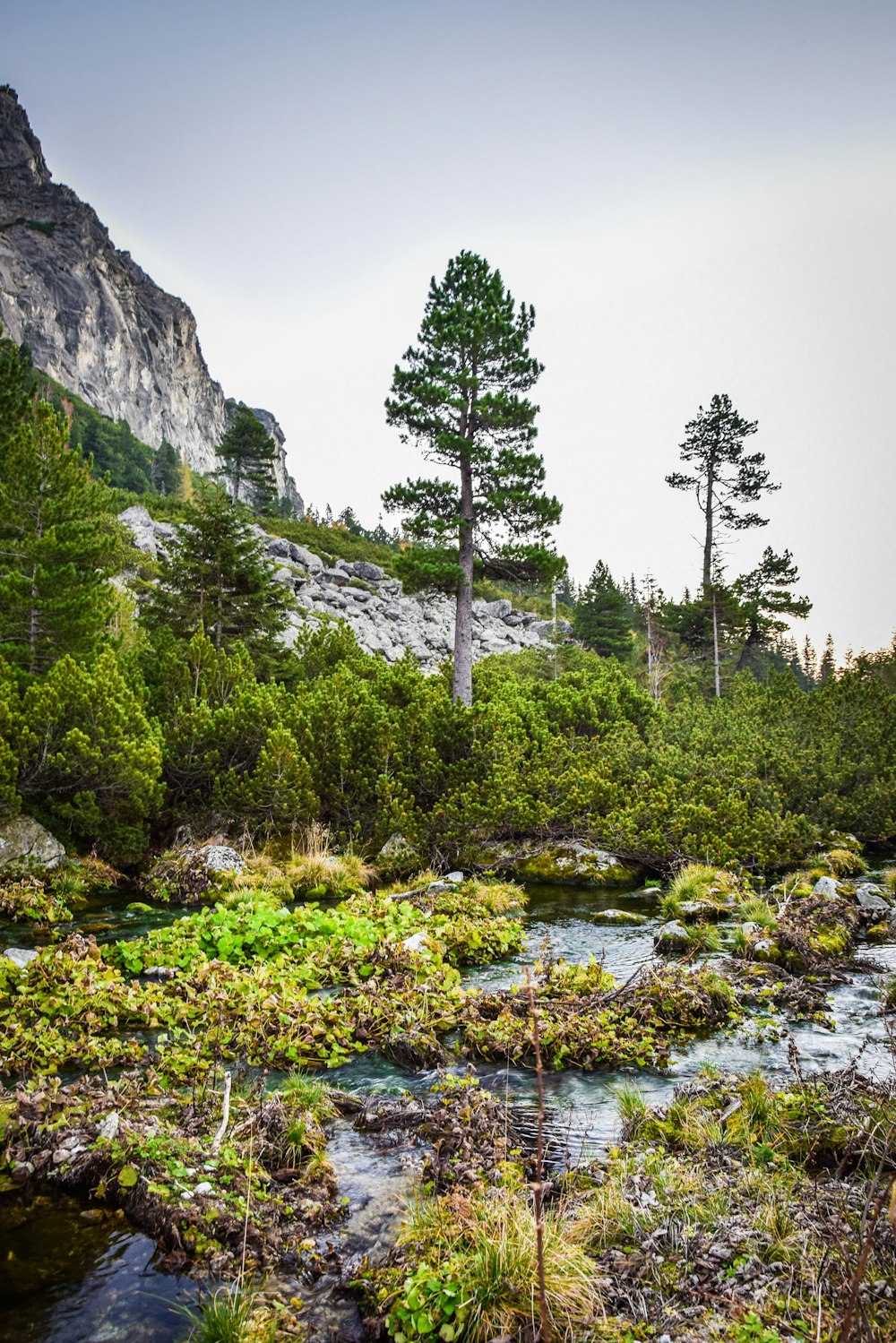 view of forest and river