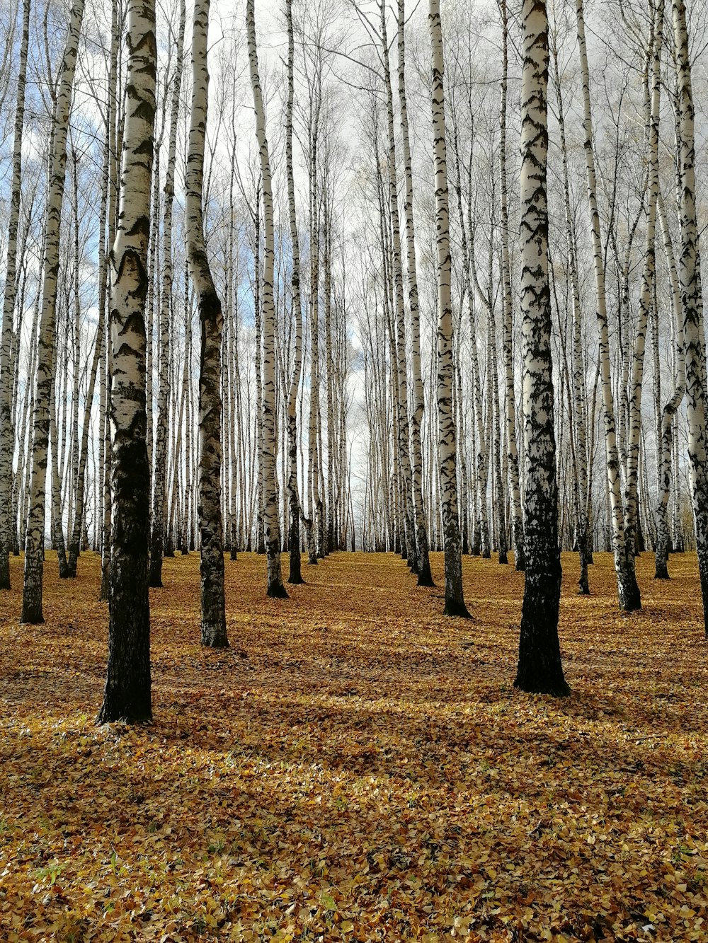 black-and-white forest trees