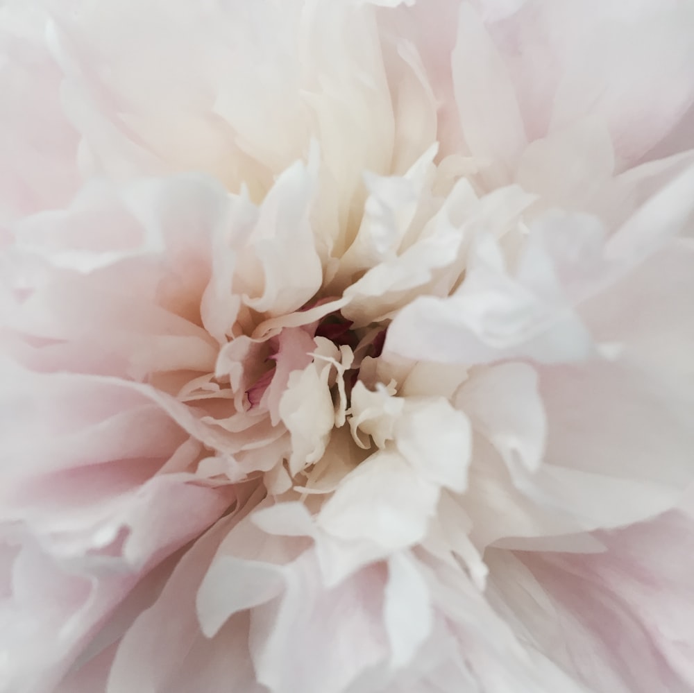 white-petaled flower