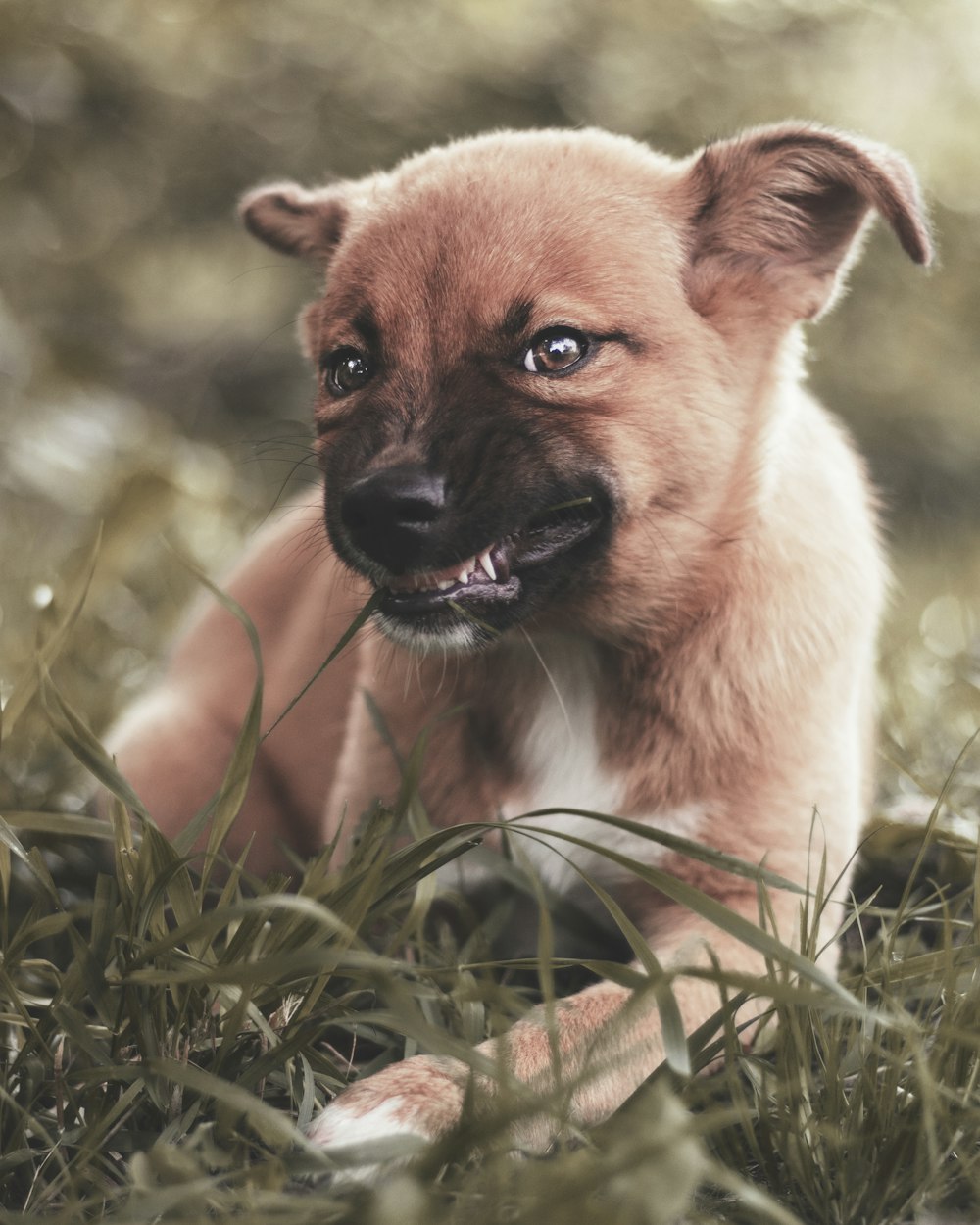 short-coated tan dog