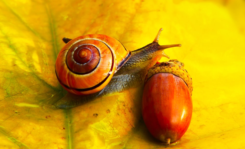 brown snail on yellow leaf