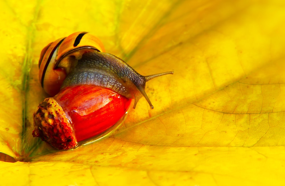 red and black snail close-up photography