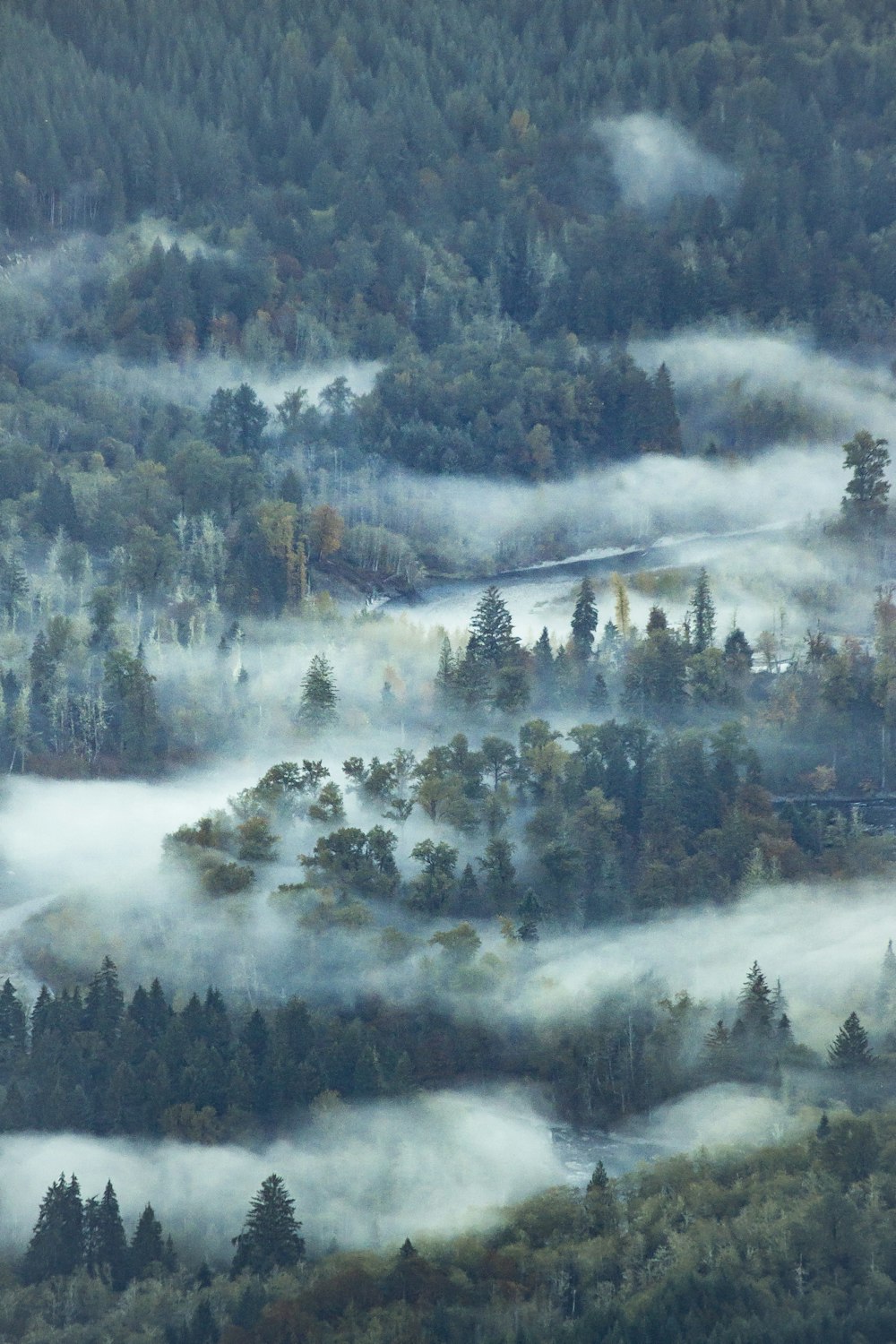 foggy weather of forest