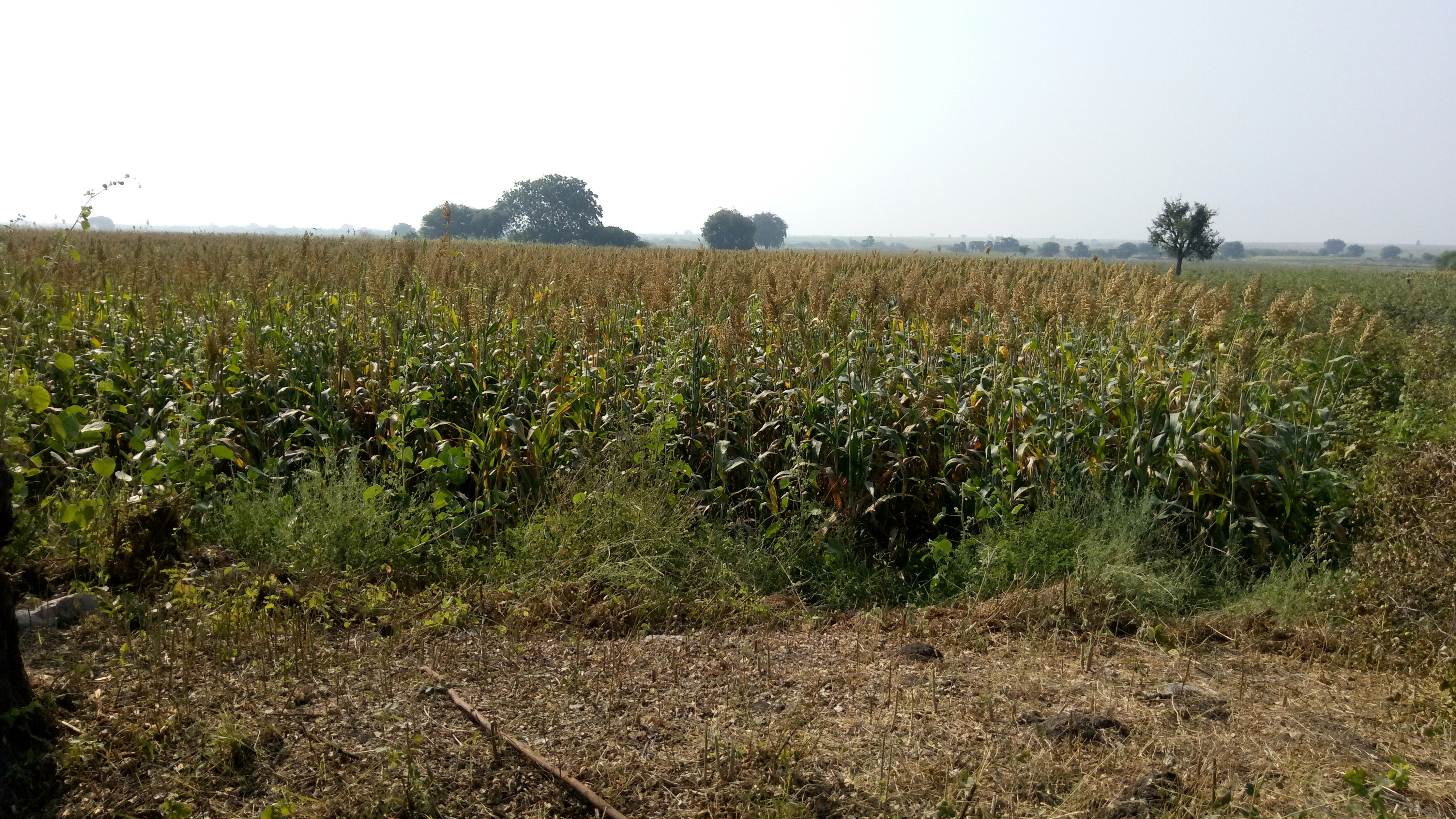 Weather Alert: Heat Waves Forecast for 17 Mandals Across Andhra Pradesh