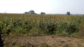A farmer inspecting fresh crops in a sunlit field, symbolizing agricultural products.