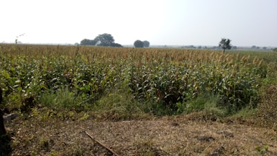 A vast agricultural field with rows of tall crops, possibly corn, extending towards the horizon. Sparse trees dot the landscape in the background, and the scene is bathed in warm sunlight, indicating a clear day.