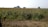A vast agricultural field with rows of tall crops, possibly corn, extending towards the horizon. Sparse trees dot the landscape in the background, and the scene is bathed in warm sunlight, indicating a clear day.