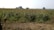 A farmer reviewing financial documents in a sunlit field with crops in the background.