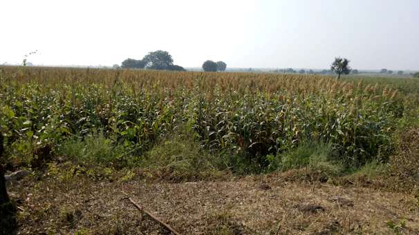 A farmer selecting fresh agricultural supplies in a sunny field.