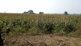 A vast agricultural field with rows of tall crops, possibly corn, extending towards the horizon. Sparse trees dot the landscape in the background, and the scene is bathed in warm sunlight, indicating a clear day.