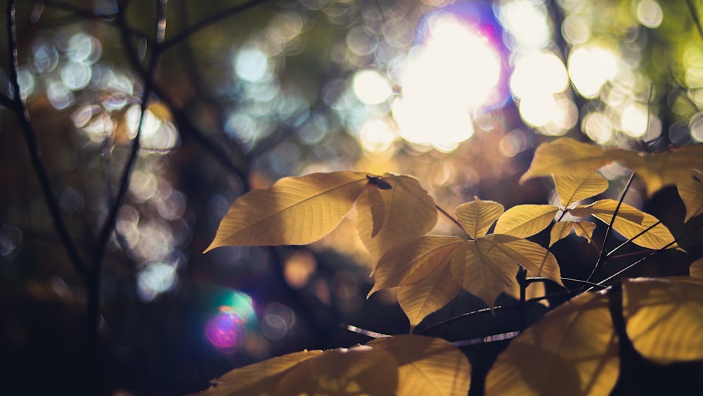 close-up photography of yellow leaf