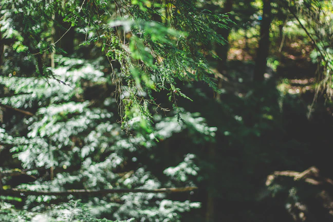 Lush green forest with sunlight filtering through dense foliage.
