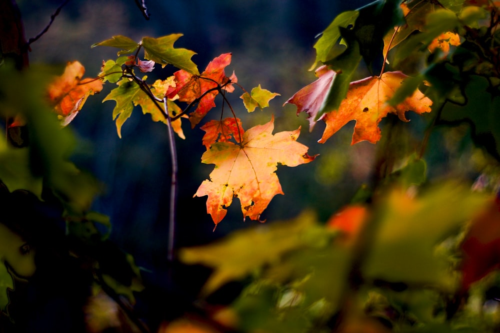 closeup photo of brown and green leaves