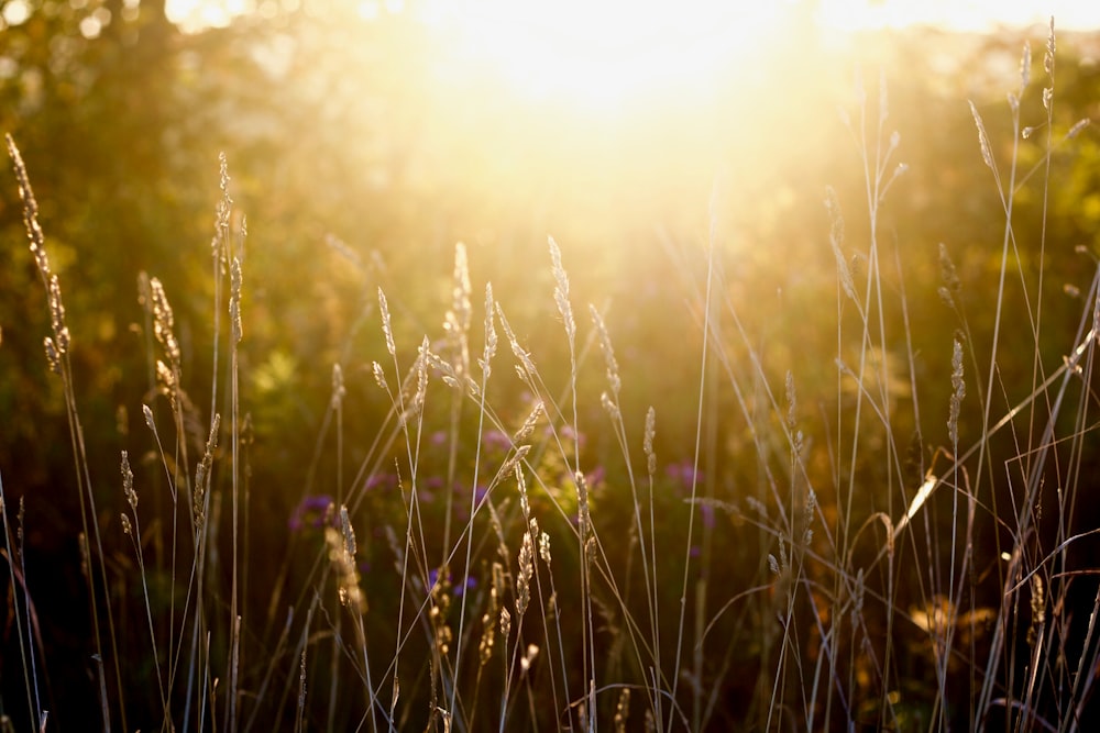 erba sotto la luce del sole