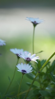 A peaceful corner of the spa with plants, white linens, and soft violet accents creating a calming atmosphere.