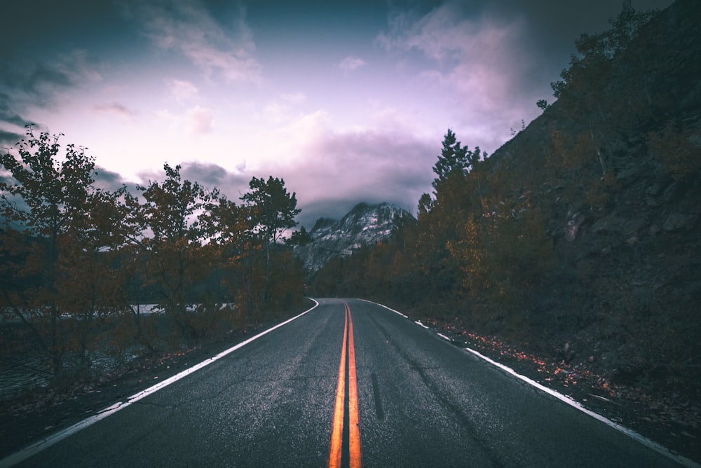 road in between of trees