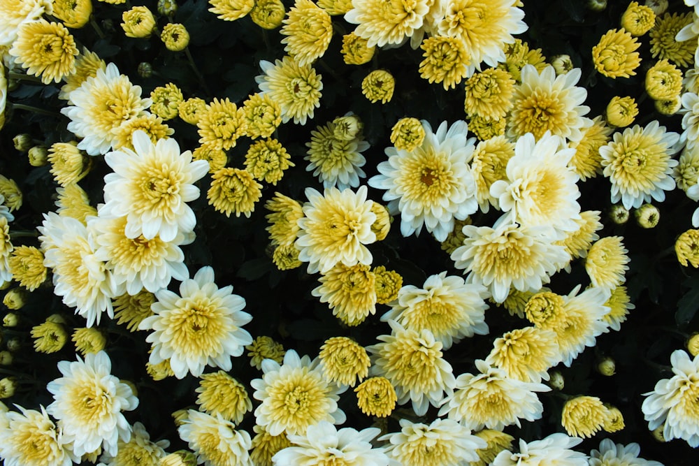 Blick auf weiße und gelbe Chrysanthemen