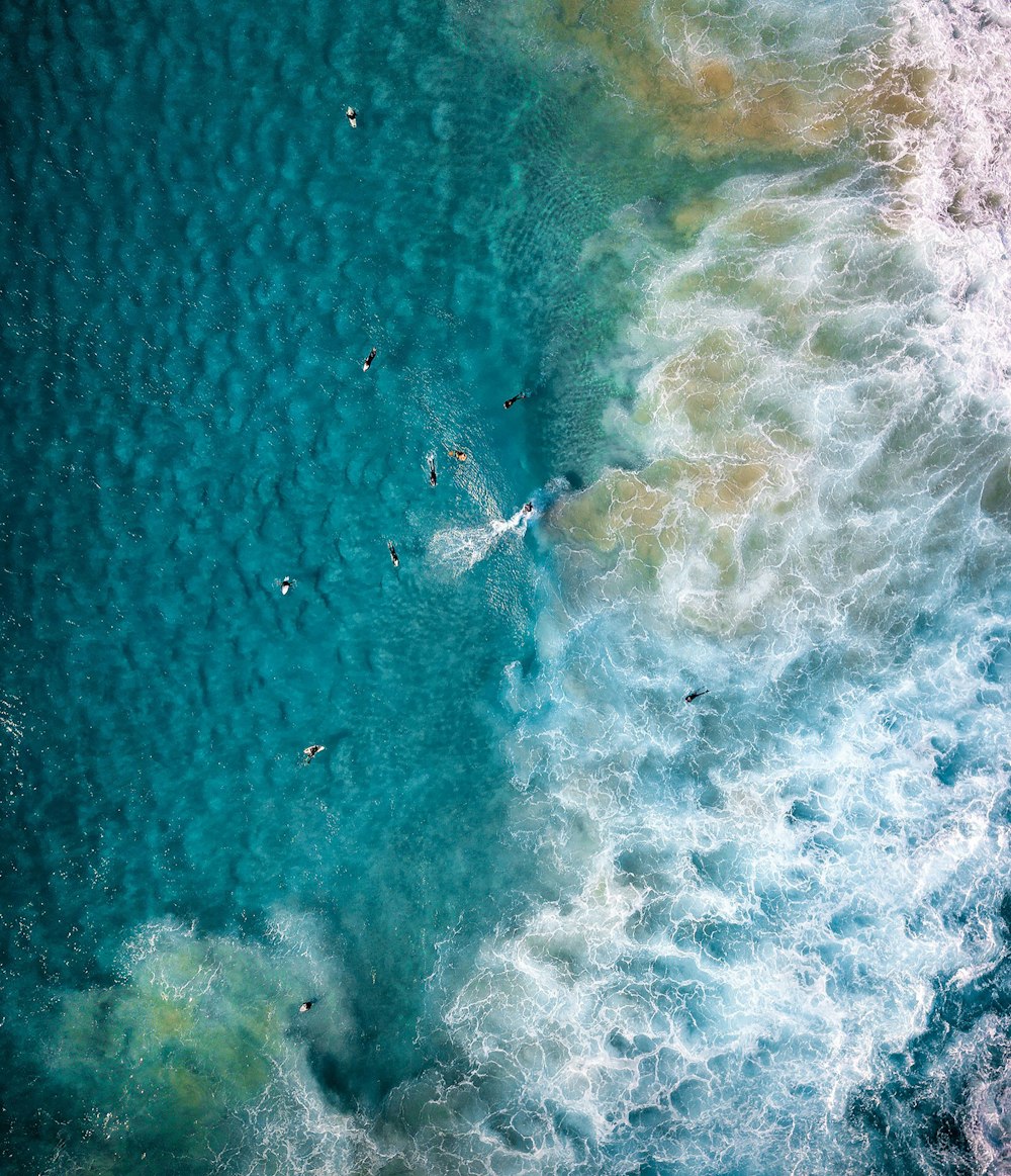 people swimming on body of water