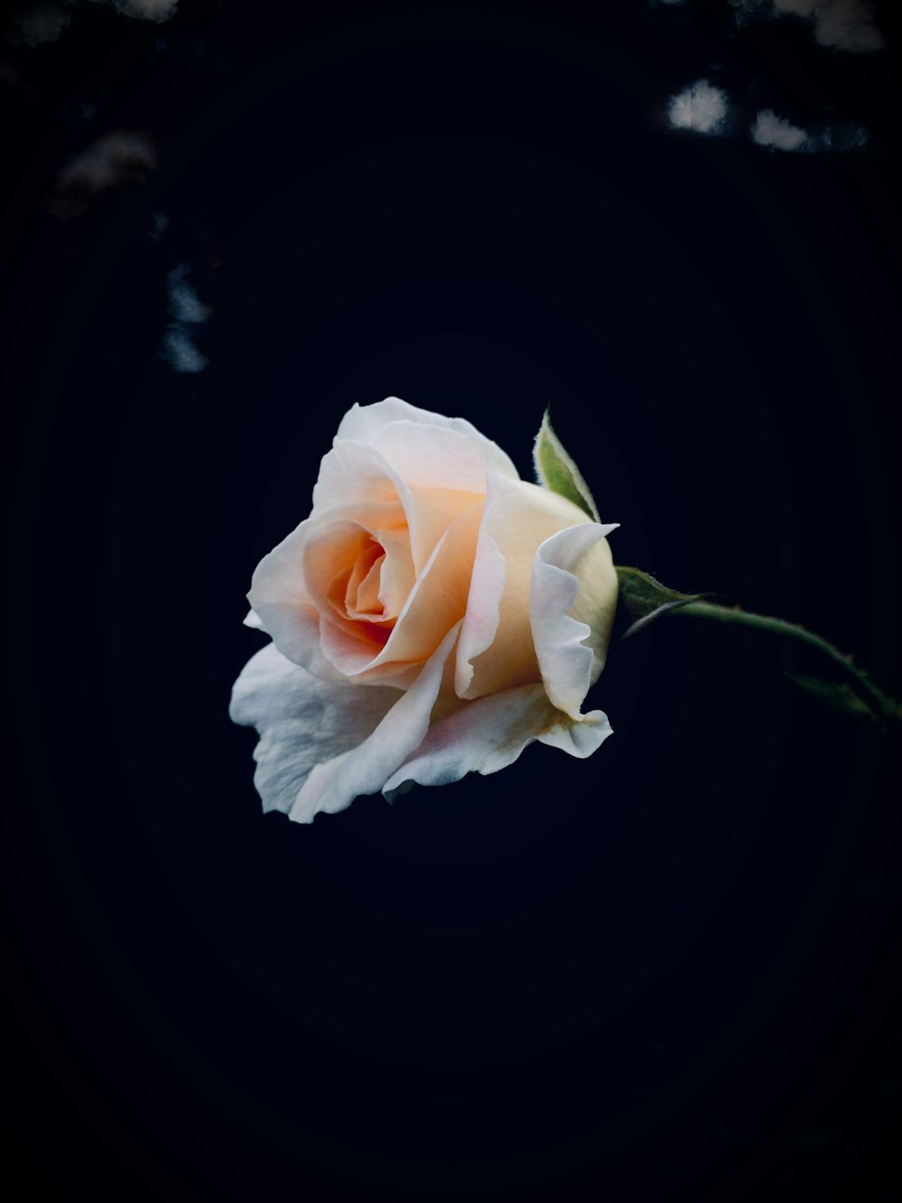 Foto de enfoque superficial de rosa blanca