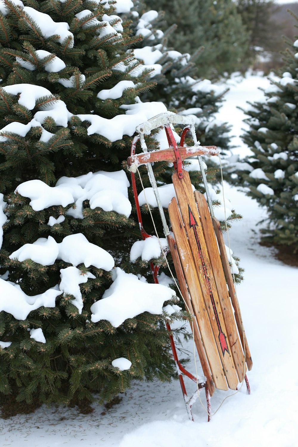 brown and red snow sled lean on pine tree with snow during daytime