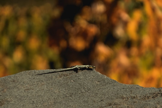 black lizard on black stone in Salgesch Switzerland