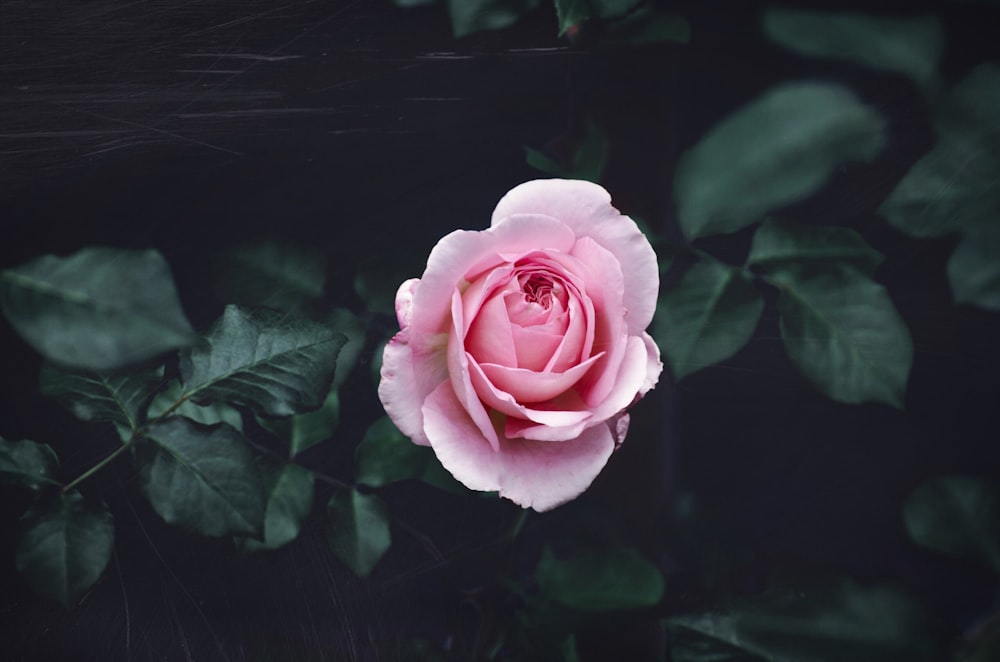 selective focus photography of pink rose flower during daytime