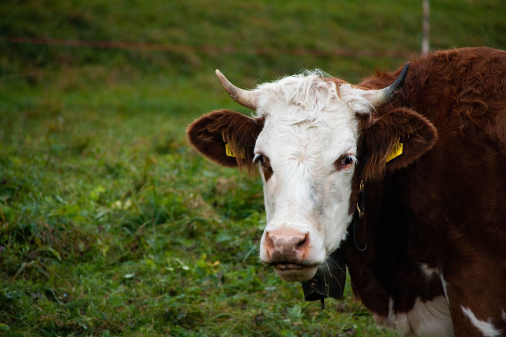 white and brown cow on grass field