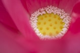 Close-up of a lotus flower center showing a bright yellow seed pod dotted with symmetrical raised bumps, surrounded by numerous small, oval-shaped white stamens with a backdrop of vivid pink petals.