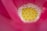 Close-up of a lotus flower center showing a bright yellow seed pod dotted with symmetrical raised bumps, surrounded by numerous small, oval-shaped white stamens with a backdrop of vivid pink petals.