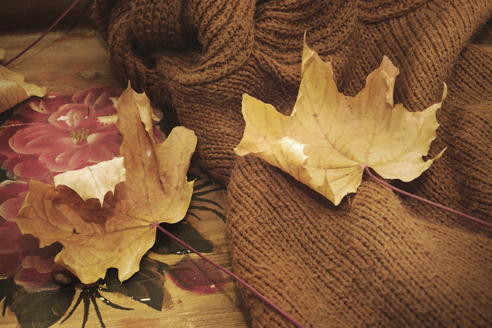 two brown maple leaves