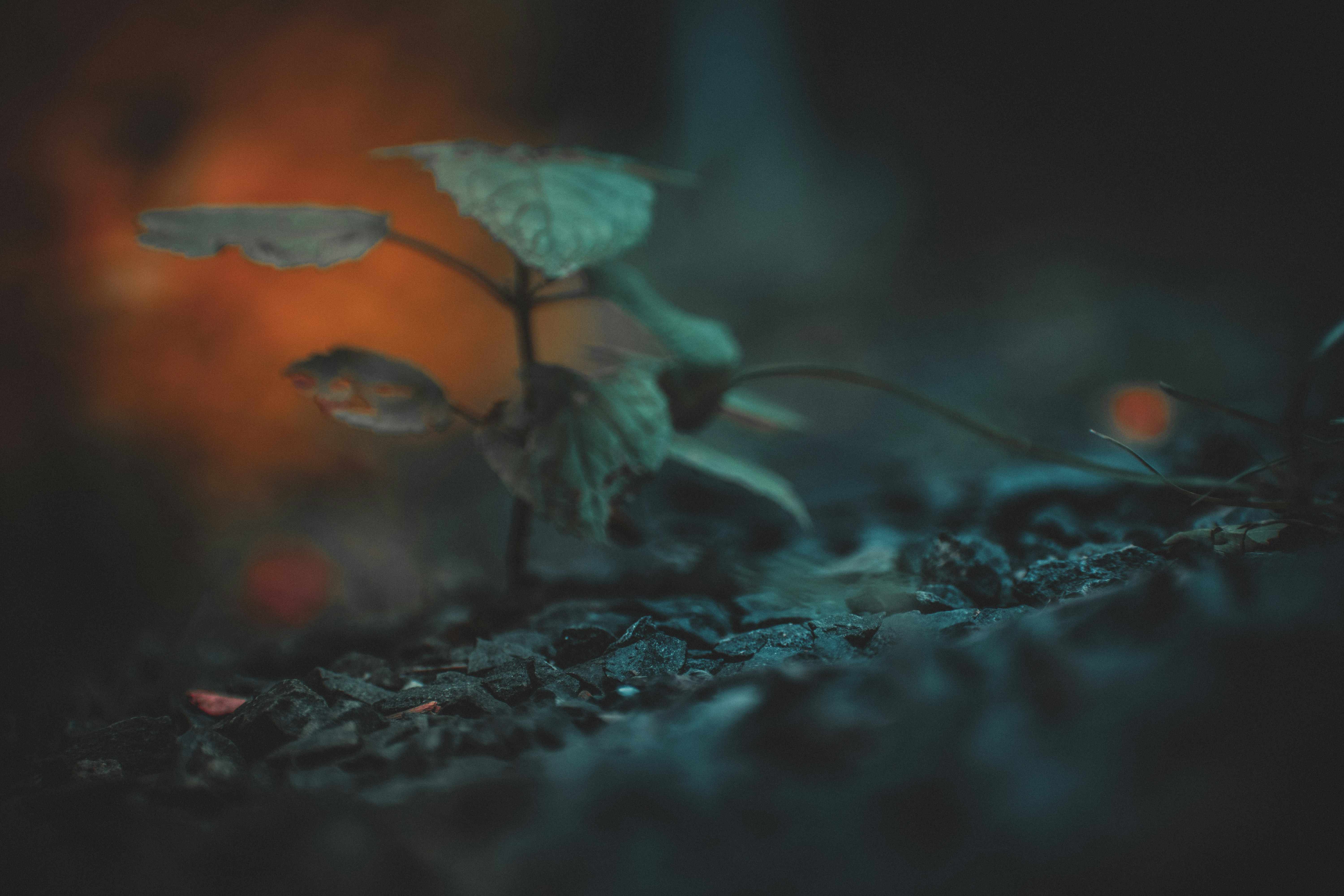 Photo by itsankitsingh