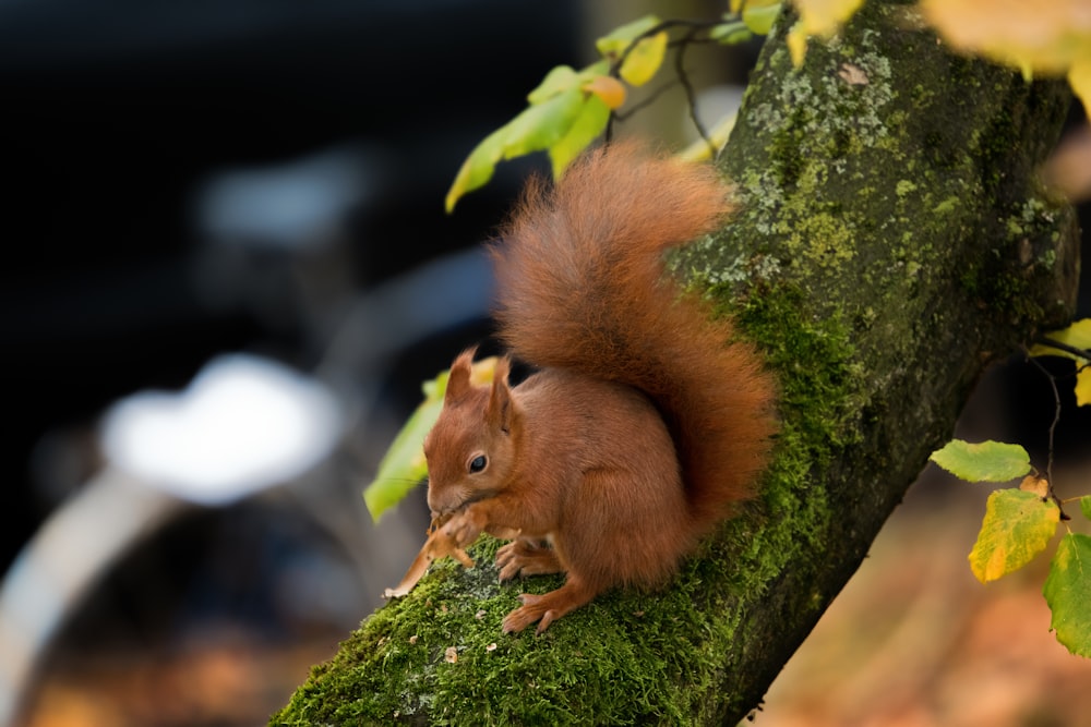 brown squirrel on tree branch