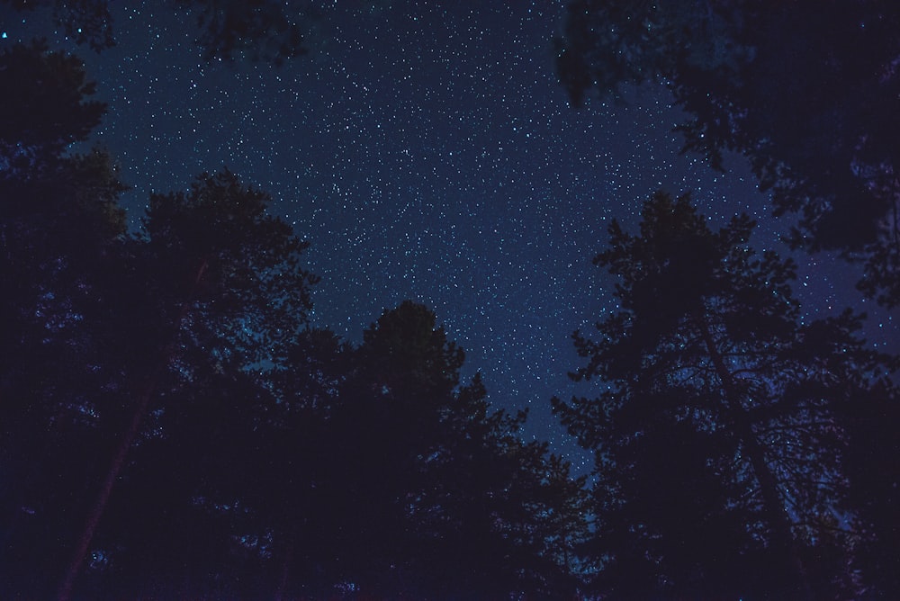 starry night sky seen at the woods
