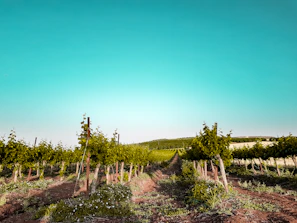 Rows of grapevines aligned with precision on a flat, well-marked trail near Bienne.