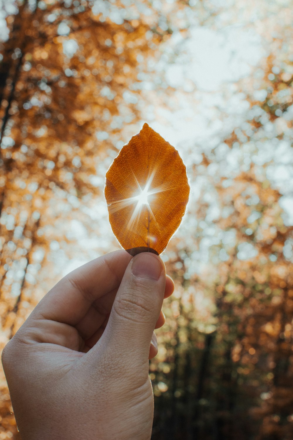 person holding leaf