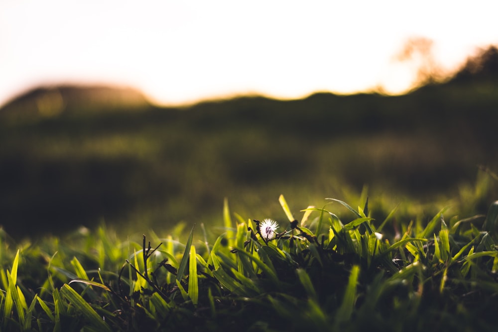 single dandelion on green grass field