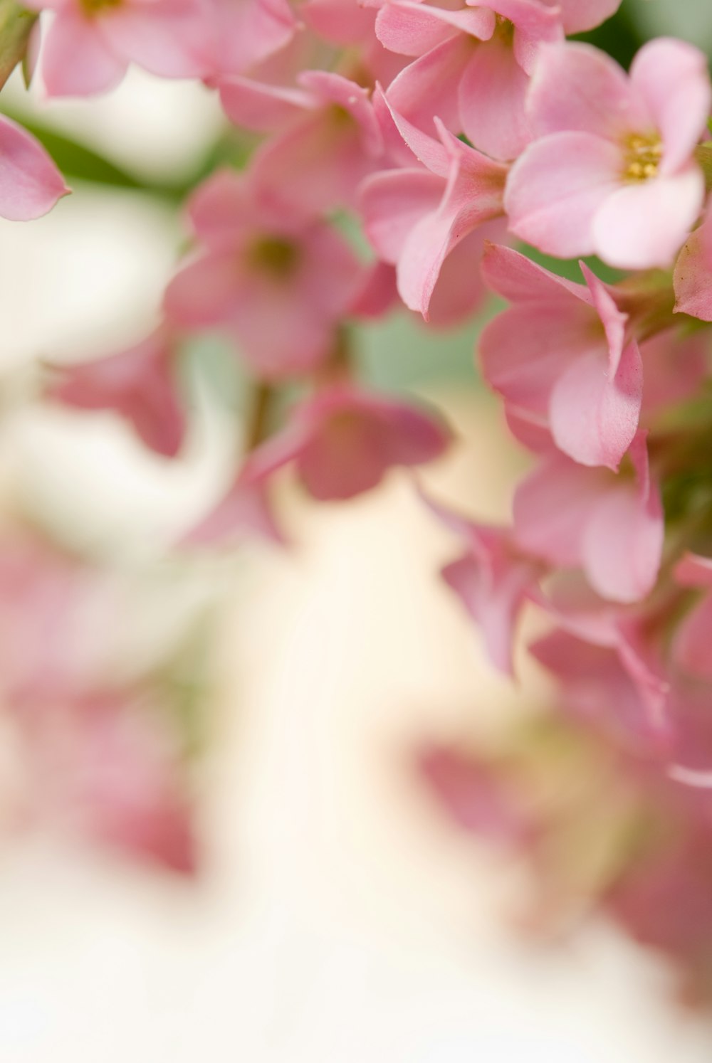 a close up of pink flowers on a tree