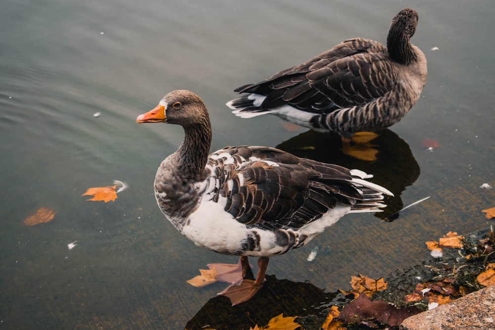 two mallard ducks