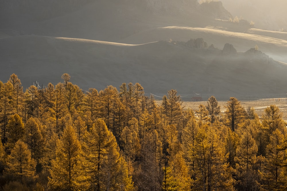 aerial photography of brown trees