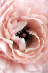 pink petaled flower