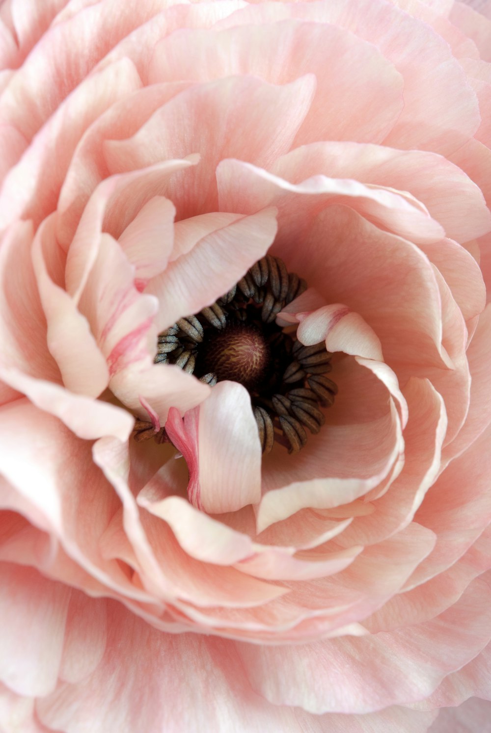 flor de pétalo rosa
