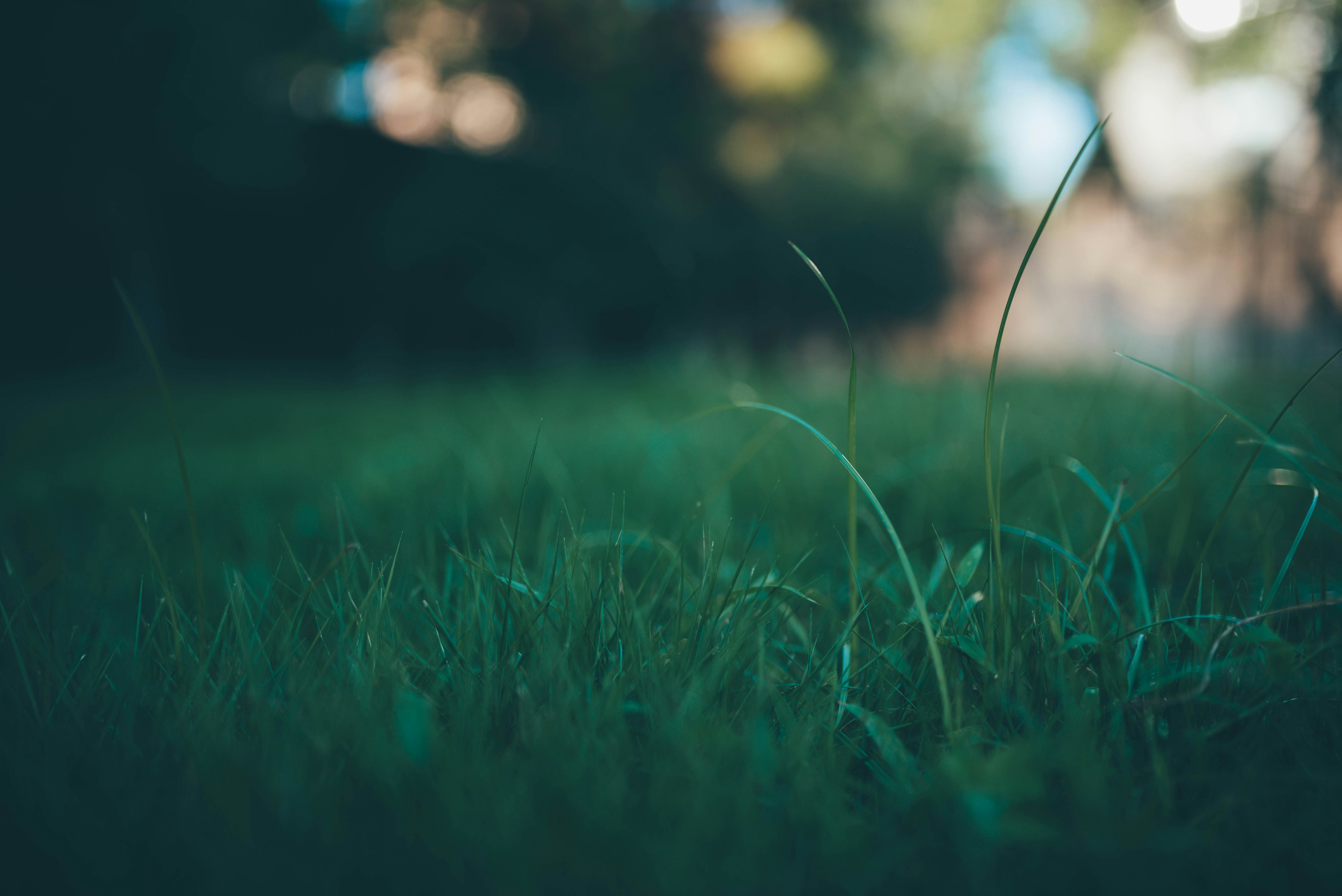 500 Green Grass Pictures Download Free Images On Unsplash