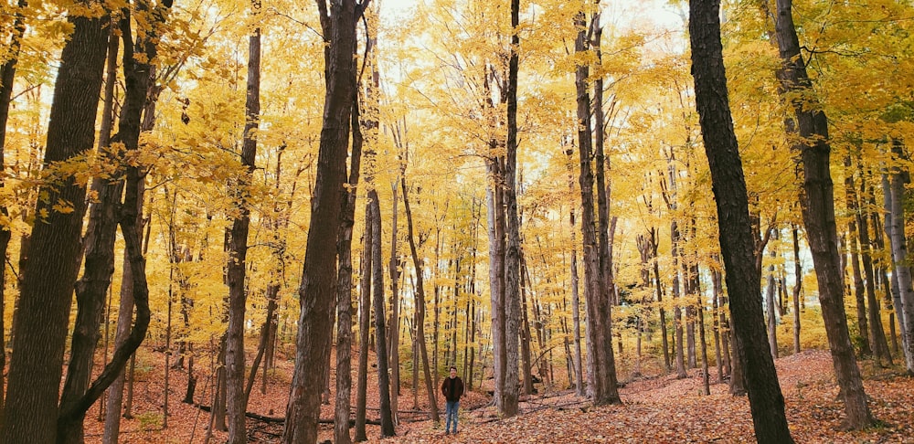 man standing under the tall trees