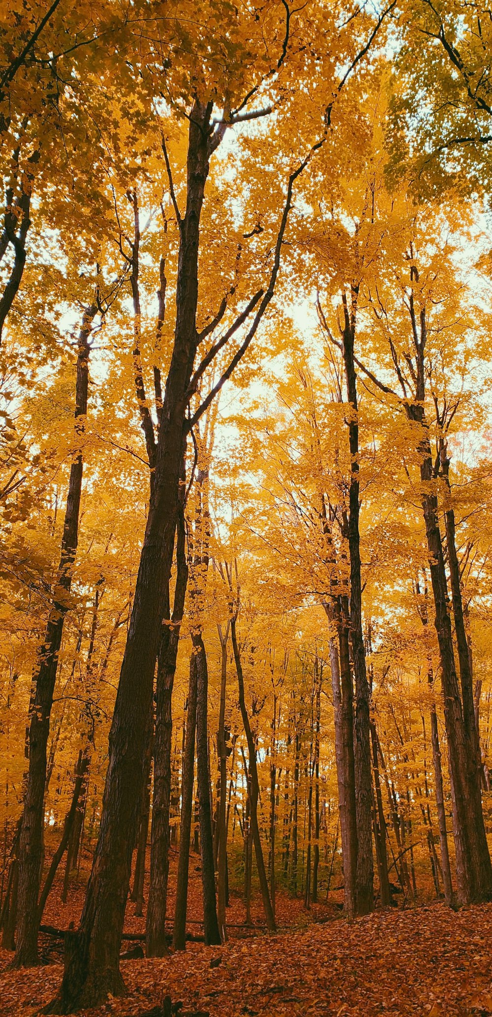 forest during daytime