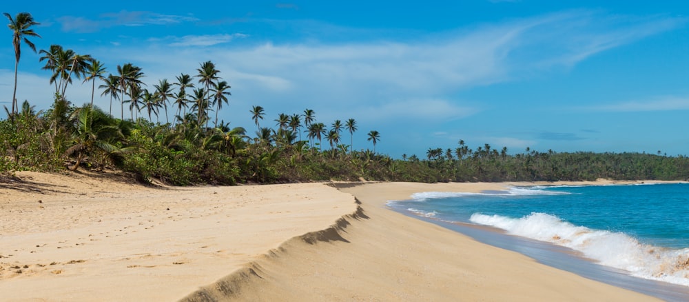 green palm trees on seashore under clear blue sky during daytime