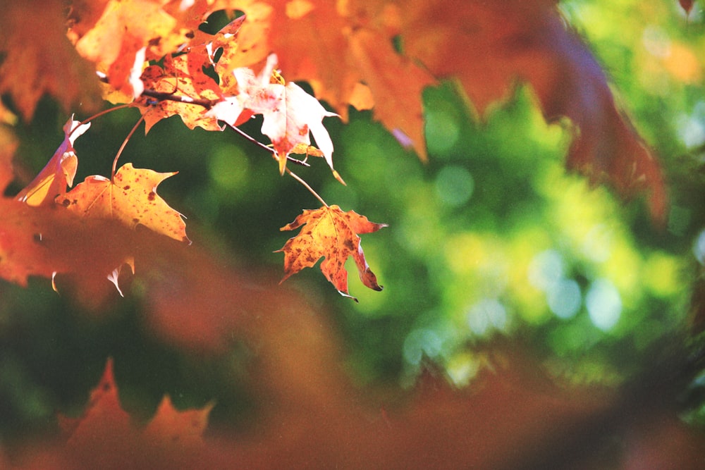 selective focus photography of brown-leafed tree